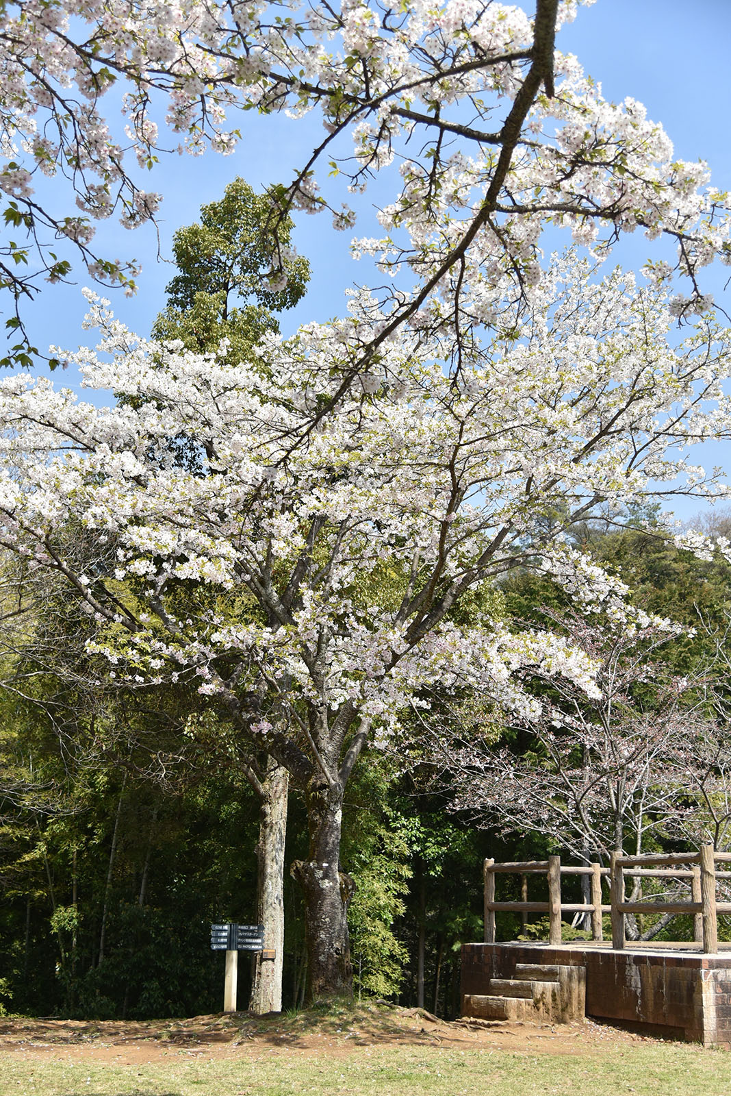 クレマチスの丘の桜